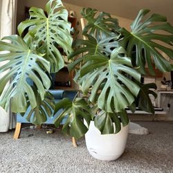 Large Potted Monstera Plant 