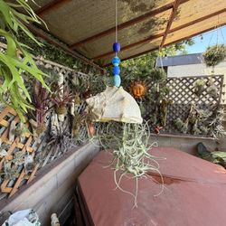 Hanging Sea Shell With Airplants