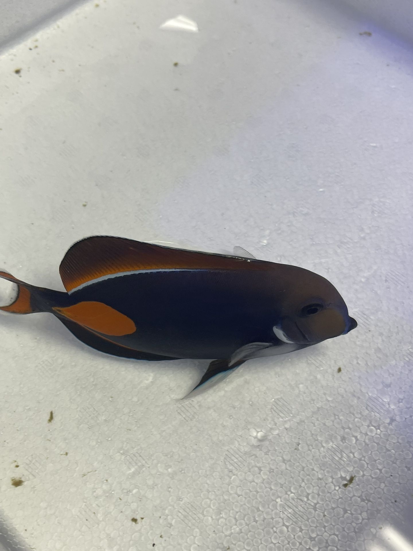 Achillies Tang Saltwater Decoration