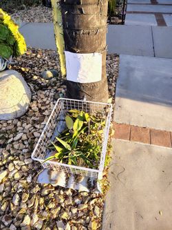 Free succulents agave dragon fruit