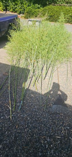 Free Privacy Bamboo 18 ft Length.