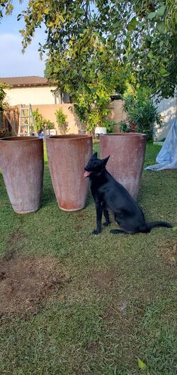 BIG POTS For Sale $ 125 Each