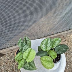 Pothos  Plants 4.5 " Ceramic Pot $6 Each