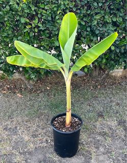 3 Foot Tall Banana Tree
