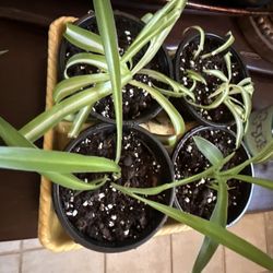 Spider Plants