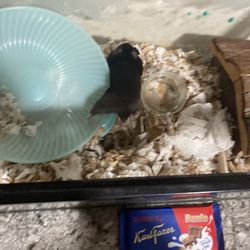 Let Hamster 