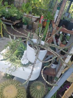 Euphorbia Knuthii Variegata