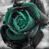 ROSIAL