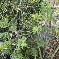 Plantas De Guaje