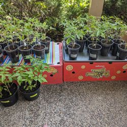 Tomatoes Plants 