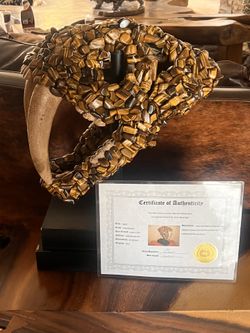 Real Sabertooth Tiger Skull