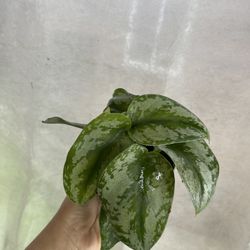 4” scindapsus silver queen