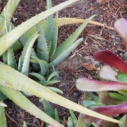 succulents