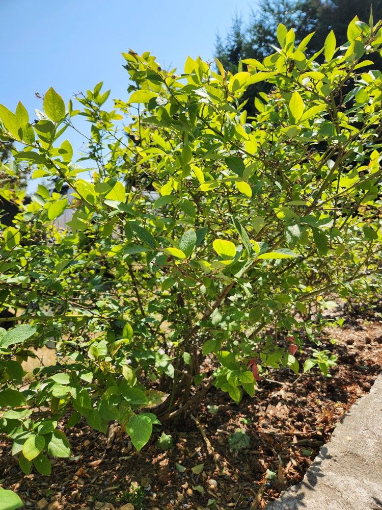 Blueberry Bushes
