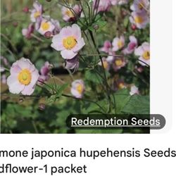 Pink Japanese anemone PLANTS $6
