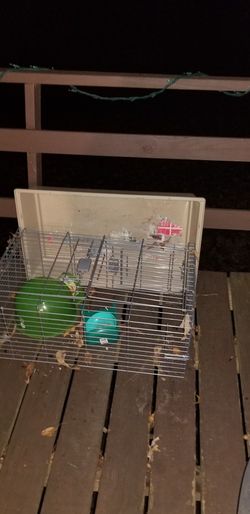 Cage For A Guinea Pig