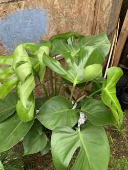 Indoor Monstera