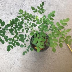 Malunggay/Moringa Plants