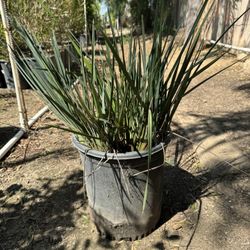 Little Rev Flax Lily 5 Gal