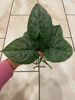 Philodendron Majestic