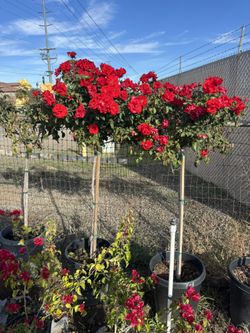 15 Gallon Rose Trees 