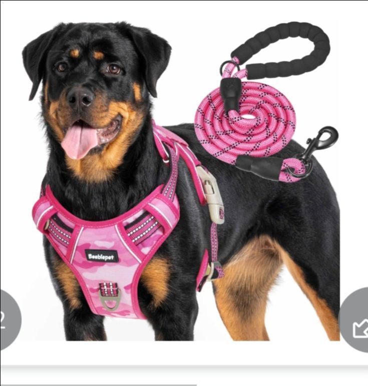 Harness with leash