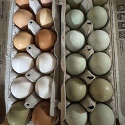 Fresh Fertilized Chicken Eggs For Hatching 