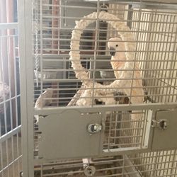 Peach Malikin Cockatoo Cage And Accessories