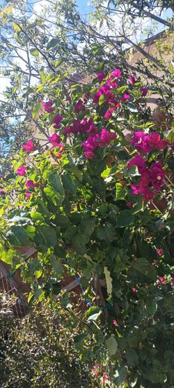 Boganbilias plant ☘️