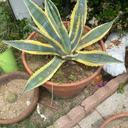Cactus