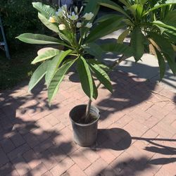 Plumeria