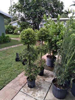 Topiary..triples..$35 each..many available