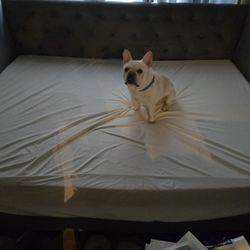 Full Size Day Bed Frame Only With Twin Tundle Frame Only