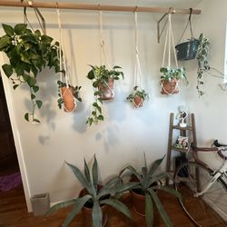 LARGE Pair Of Agave Plants