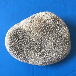 Natural Beautiful  Brain Coral Fossil- about 6X5X2 inch 28.1 Oz