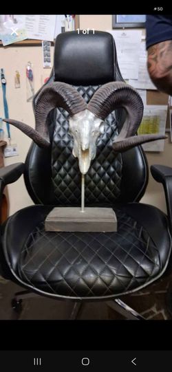 Real Ram Skull with Horns on Stand