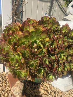 Aeonium arboreum