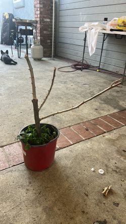 Arbol de siruela dulce