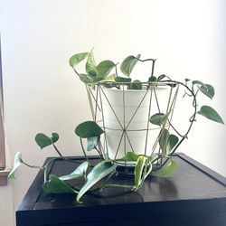 Pothos Plant With Gold Basket 