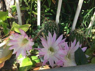 Cactus