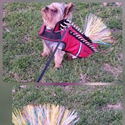 Red Coyote Vest For Dog