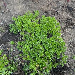 Ground Cover Plant