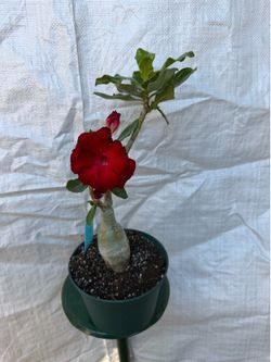 6” bonsai desert rose
