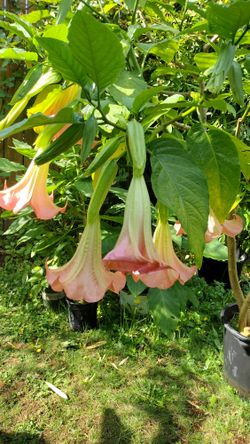 Pink Angel Horn