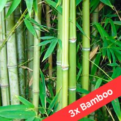 3x Japanese Bamboo Plant Cuttings 🎋