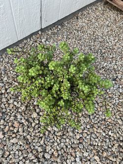 Succulent And Cactus Plant