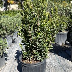 🌺 Ixora – 3 Gallon