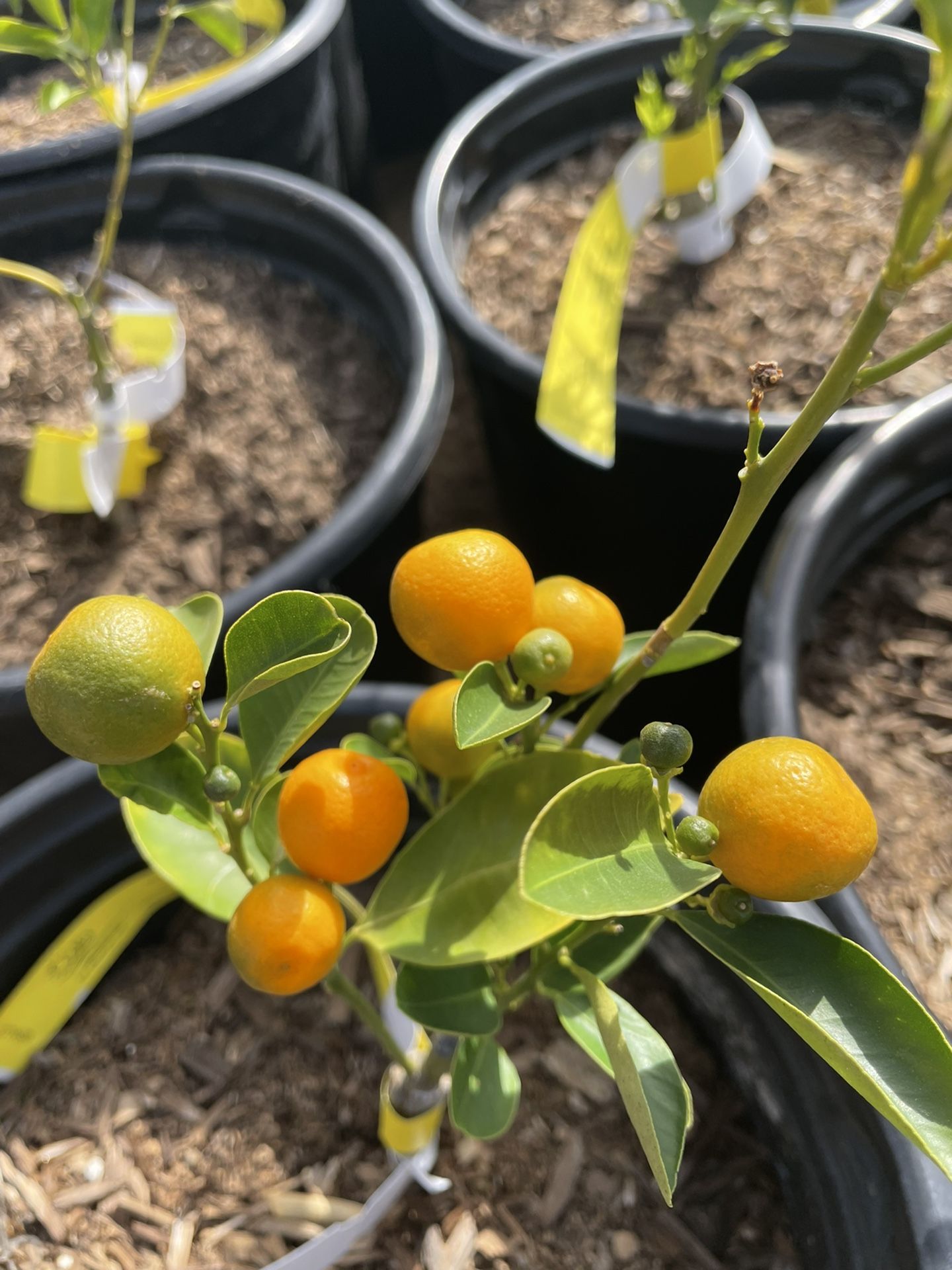 Citrus Trees- 5 Gallon Size- Orange Trees- Lemon Trees- Lime Trees