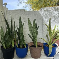 Snake Plants Live Plants Indoor Home Decor Houseplants in Pot - 15 each 