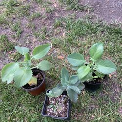 Mother Of Thousands Plants!!! $15 Each Obo!! 